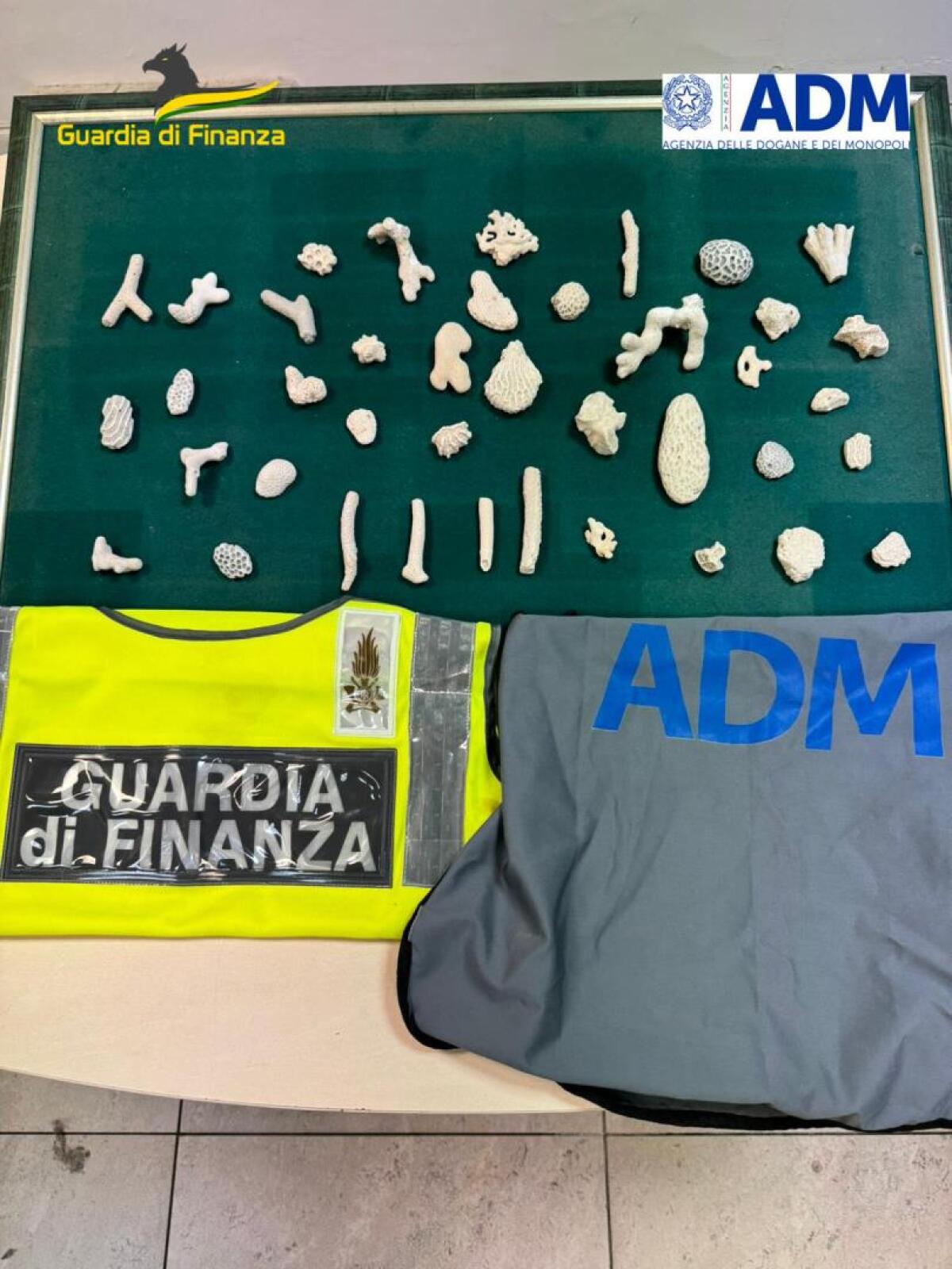 Sequestrati coralli introdotti illegalmente in Italia - 