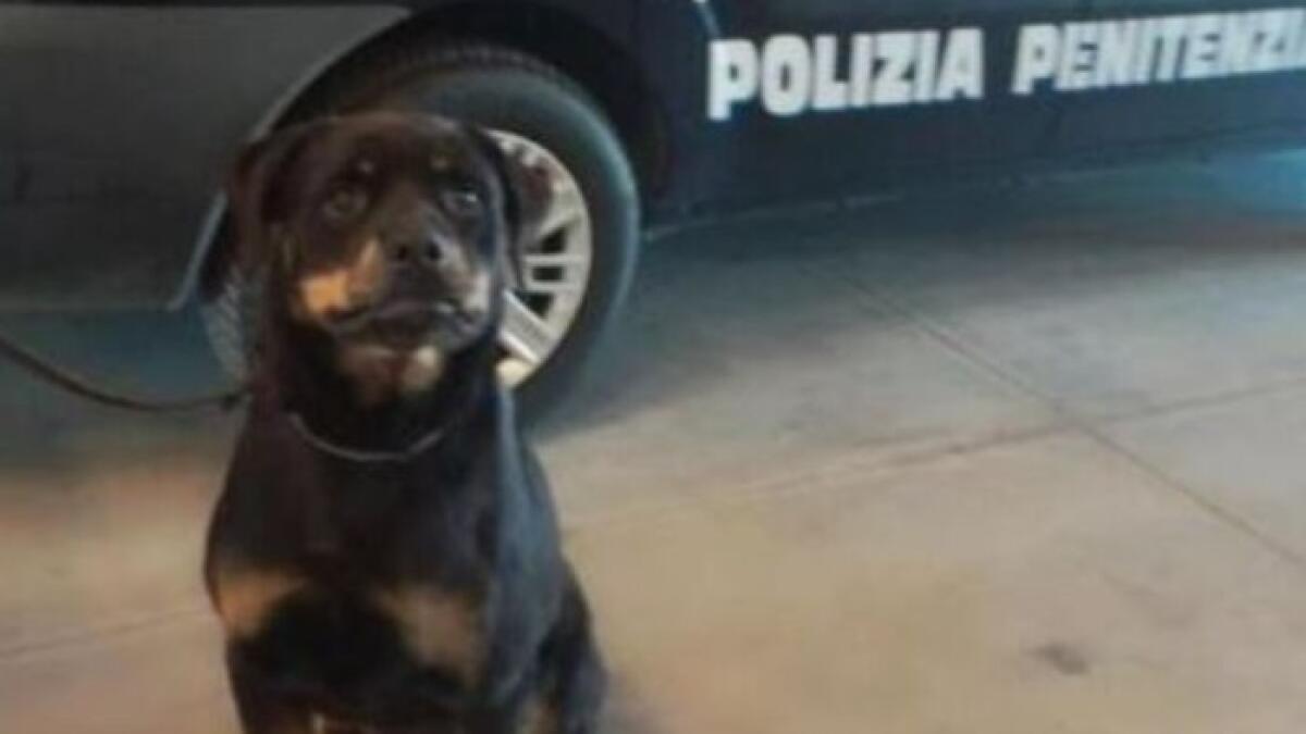 25 dosi di cocaina scoperte nel reparto femminile del carcere di Avellino - 