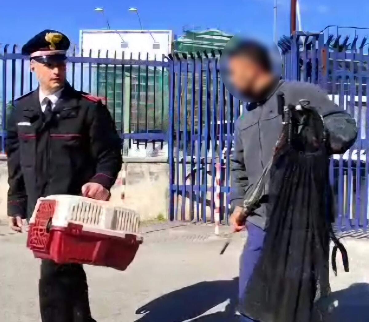 Gattino investito trova rifugio e soccorso dai Carabinieri - 
