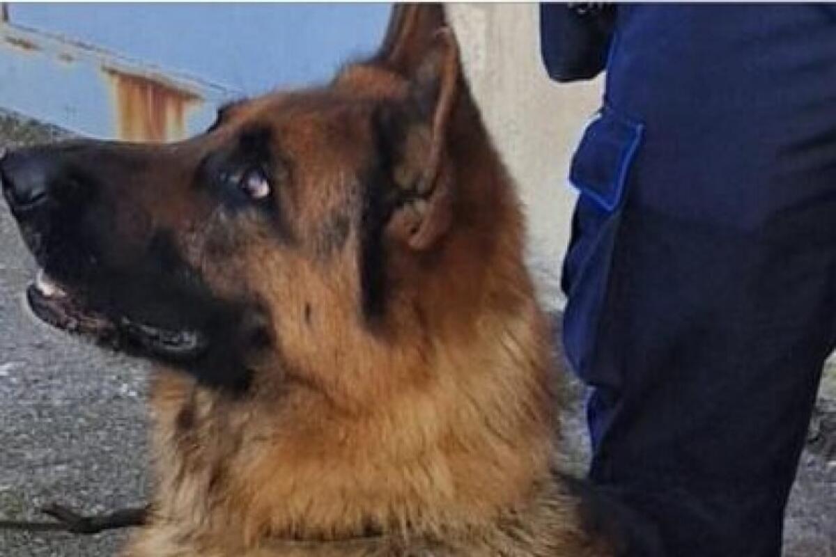 Droga in deodorante e colomba pasquale, sequestro in cella. - 