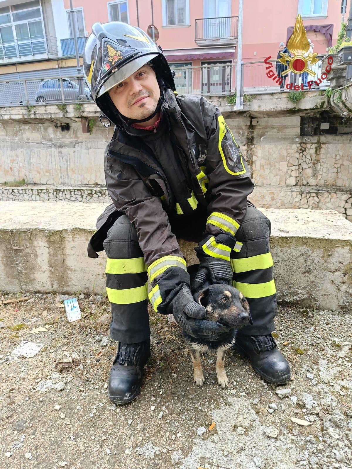 Recuperato cagnolino dal letto del Fiume Sabato - 
