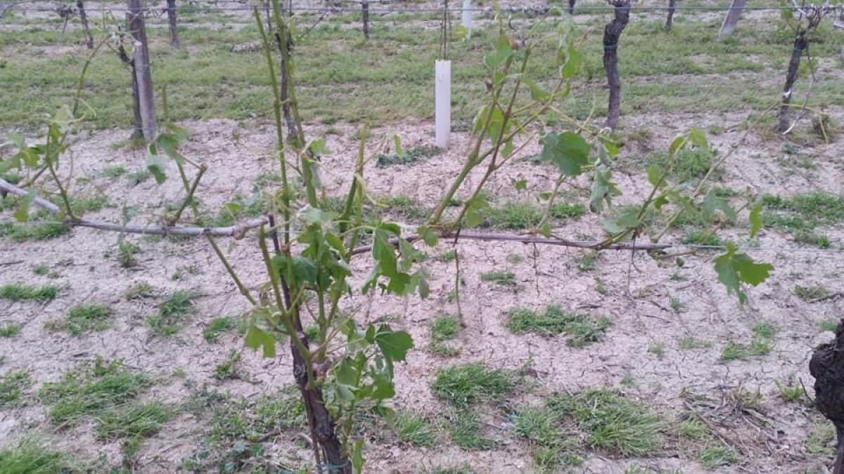 Grandinata a Castelvenere, danni per un milione di euro - 