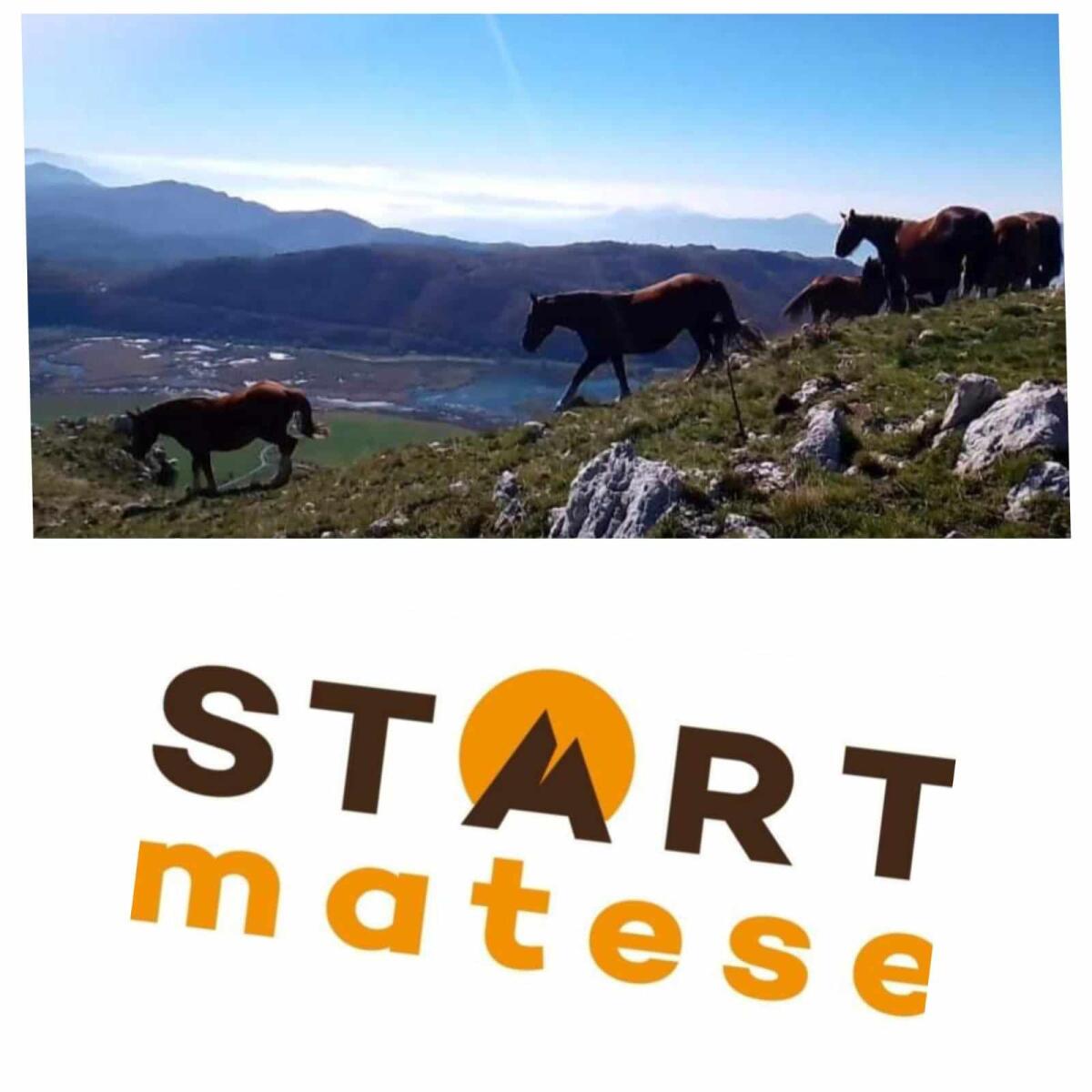Matese, pascolo interdetto ai cavalli: buone notizie dalla Regione Campania - 
