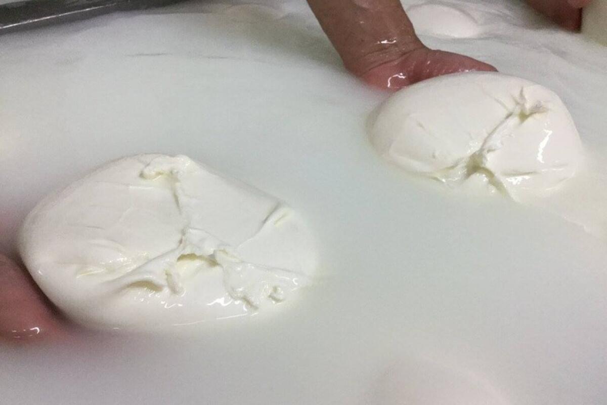 False mozzarelle di bufala,  emesse misure cautelari. - 