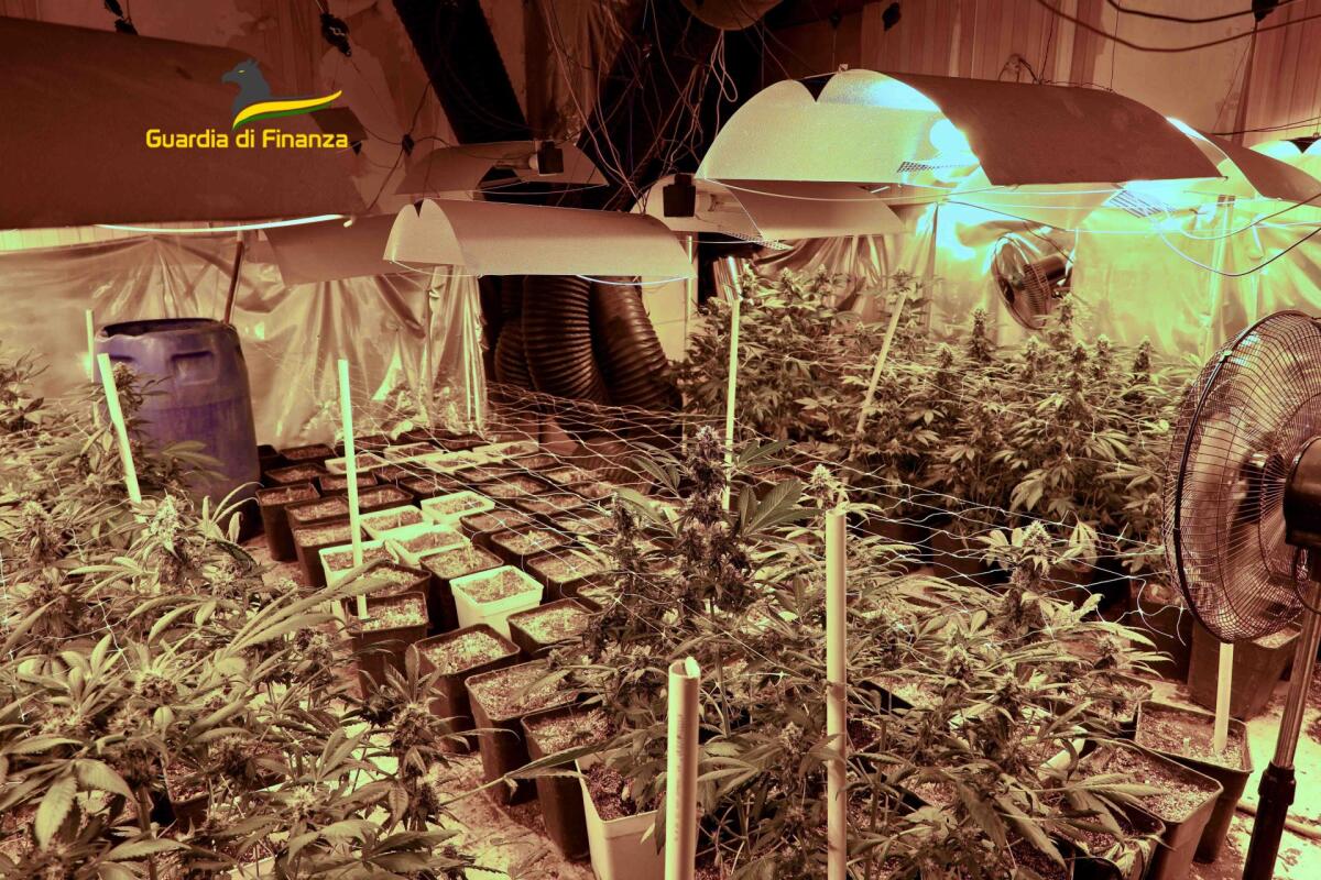 Scoperto un laboratorio clandestino per la coltivazione di marijuana. - 