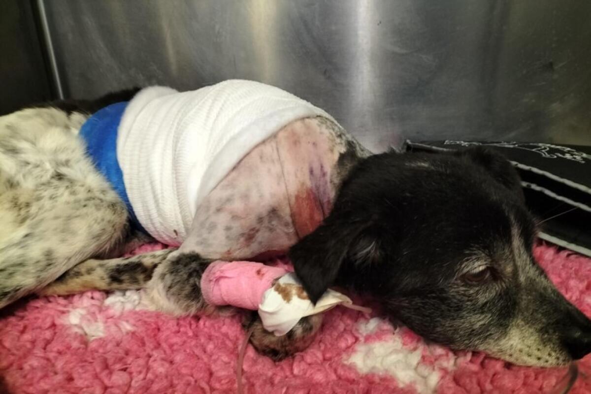 Cagnolina scuoiata viva, sei ore di intervento - 