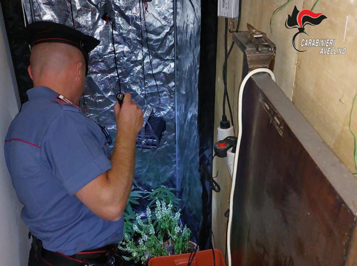 Intervengono per una segnalazione di furto e scoprono una serra per la coltivazione della marijuana - 