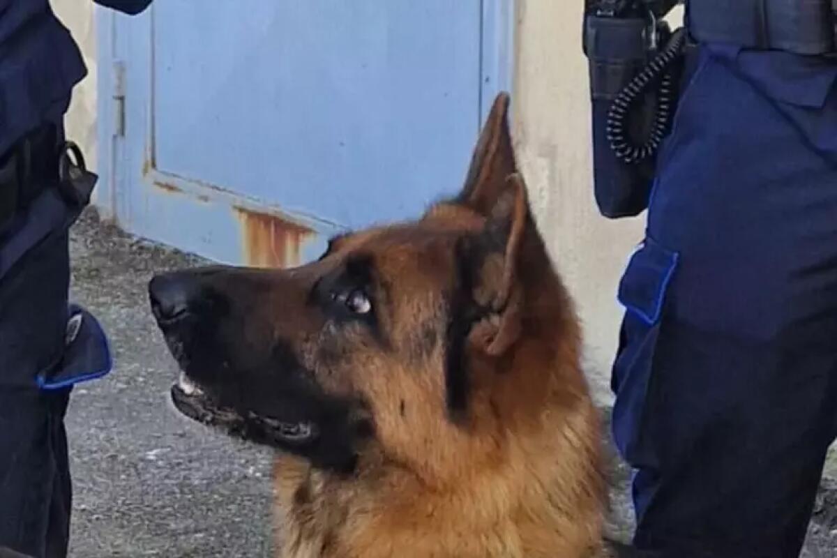 Iron colpisce ancora e fiuta la cocaina rosa - 