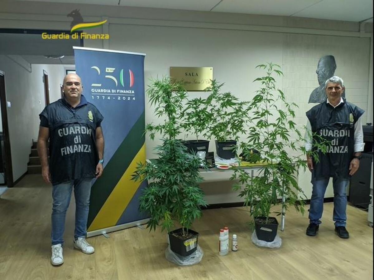 Coltivava piante di marijuana sul balcone di casa, denunciato un 39enne - 