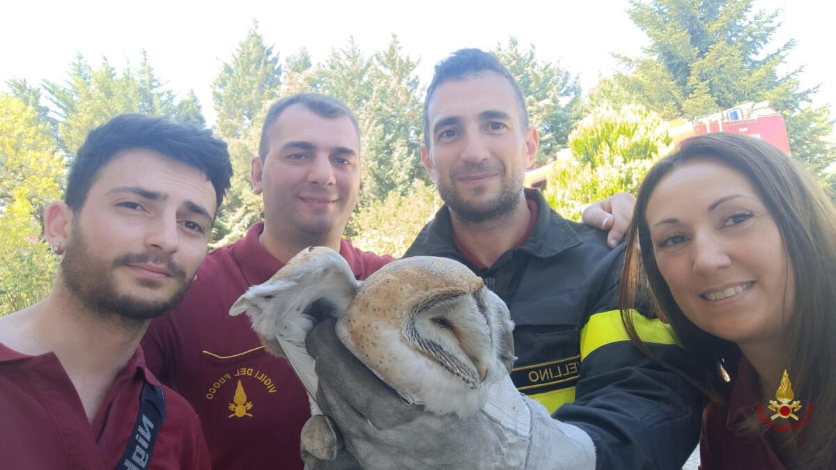 Vigili del fuoco liberano un barbagianni intrappolato in una canna fumaria - 