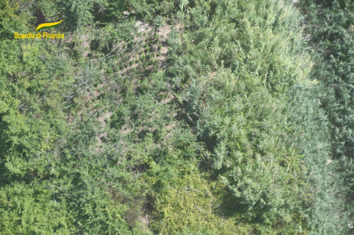 Sequestrate due piantagioni di marijuana per un totale di 2500 kg - 