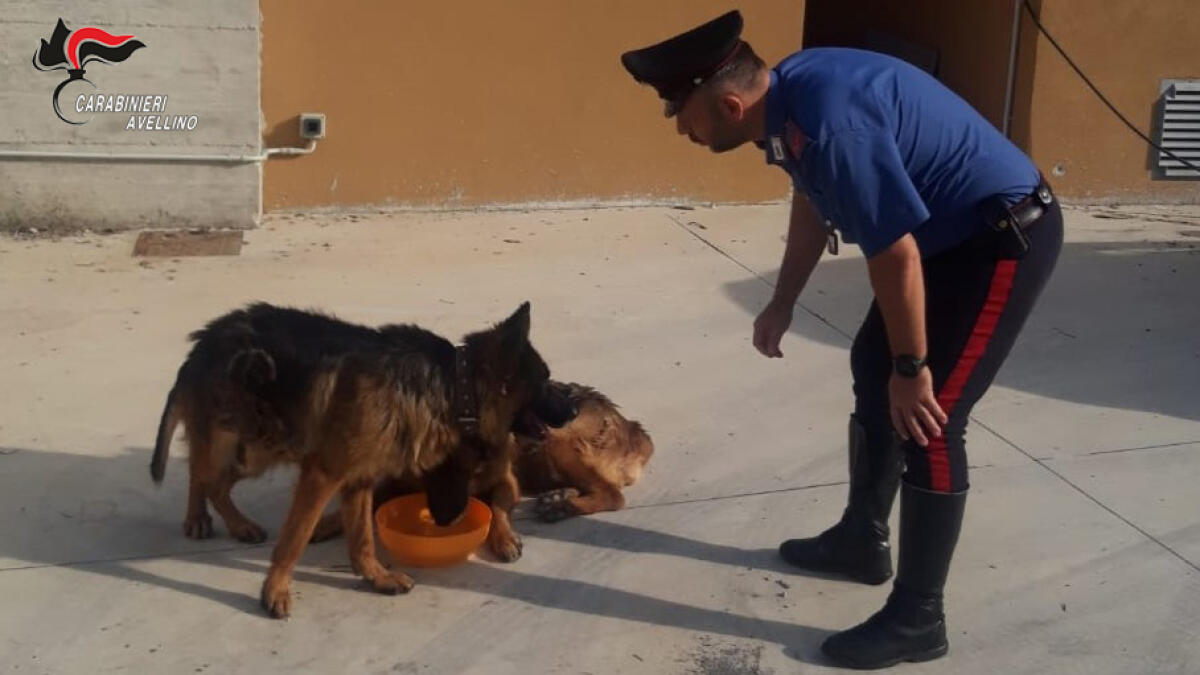 Due cani maltrattati e abbandonati, salvati dai Carabinieri. - 