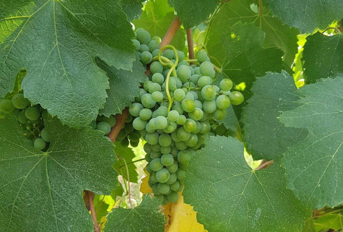 L’ottava edizione di Gustarte a Durazzano e la valorizzazione del vino che ingannava i pastori - 