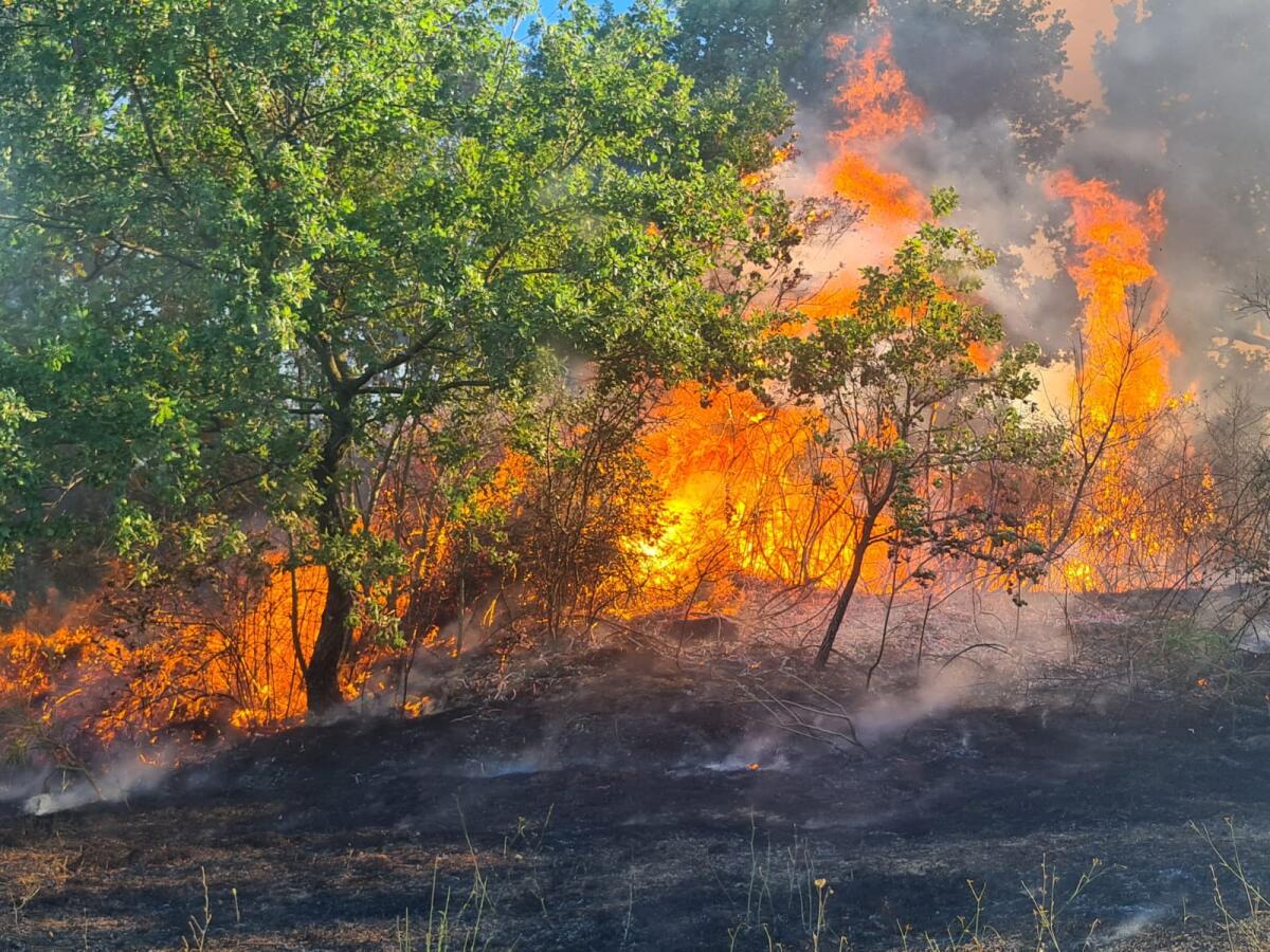 Lotta agli incendi boschivi: il Presidente della Provincia di Benevento ringrazia gli operatori. - 