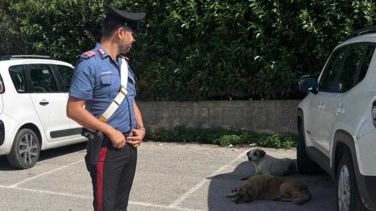 Abbandono di animali, denunciato un 40enne. - 