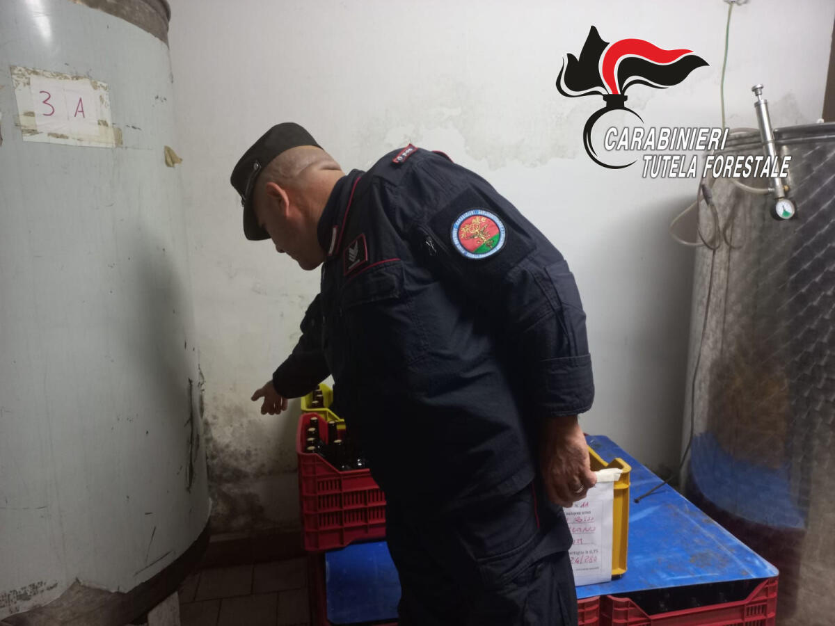 Taurasi. Sequestrati 25 mila litri di vino per assenza si tracciabilità. - 