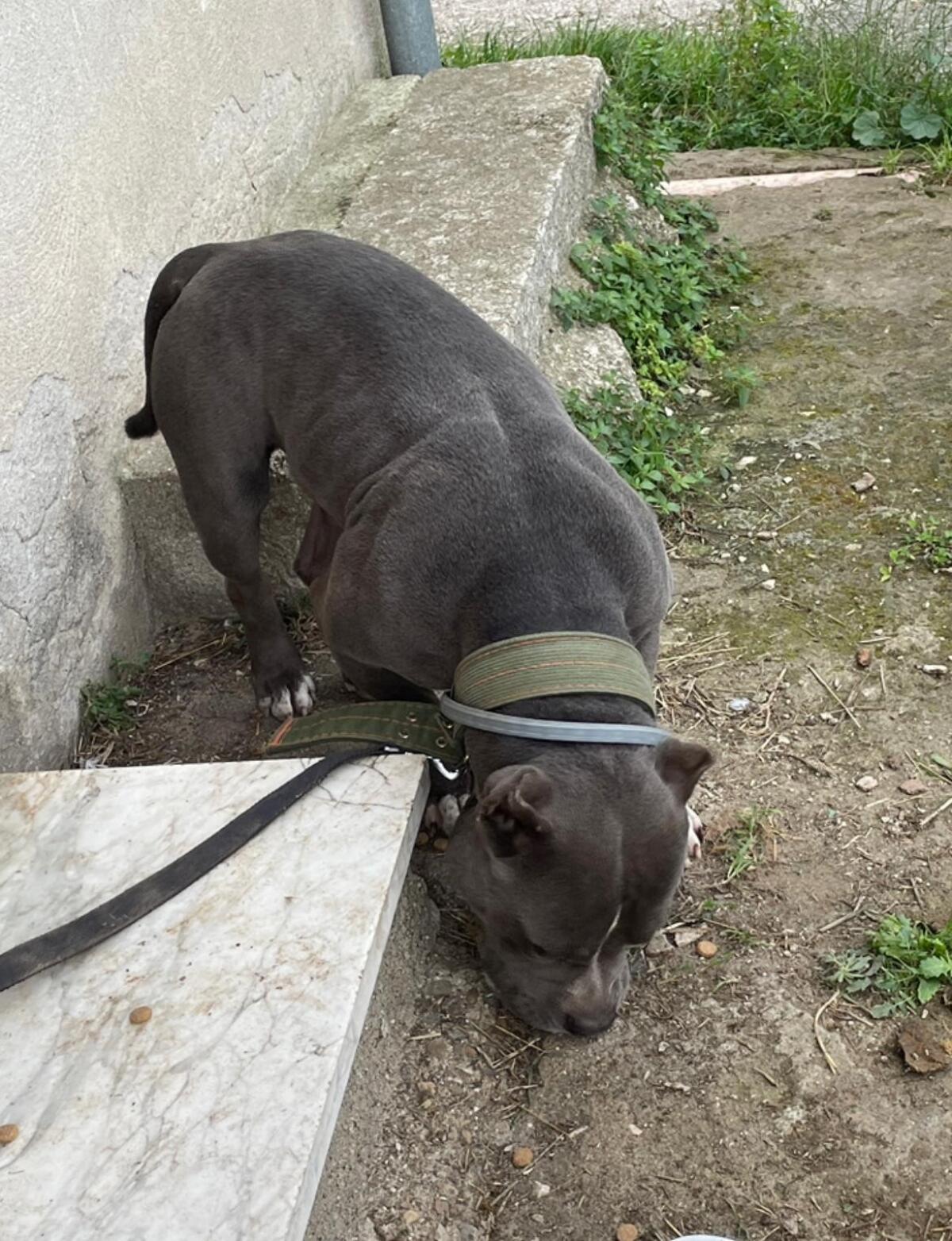 Abbandona un pitbull a San Martino Valle Caudina, rintracciato il proprietario, che è stato multato. - 