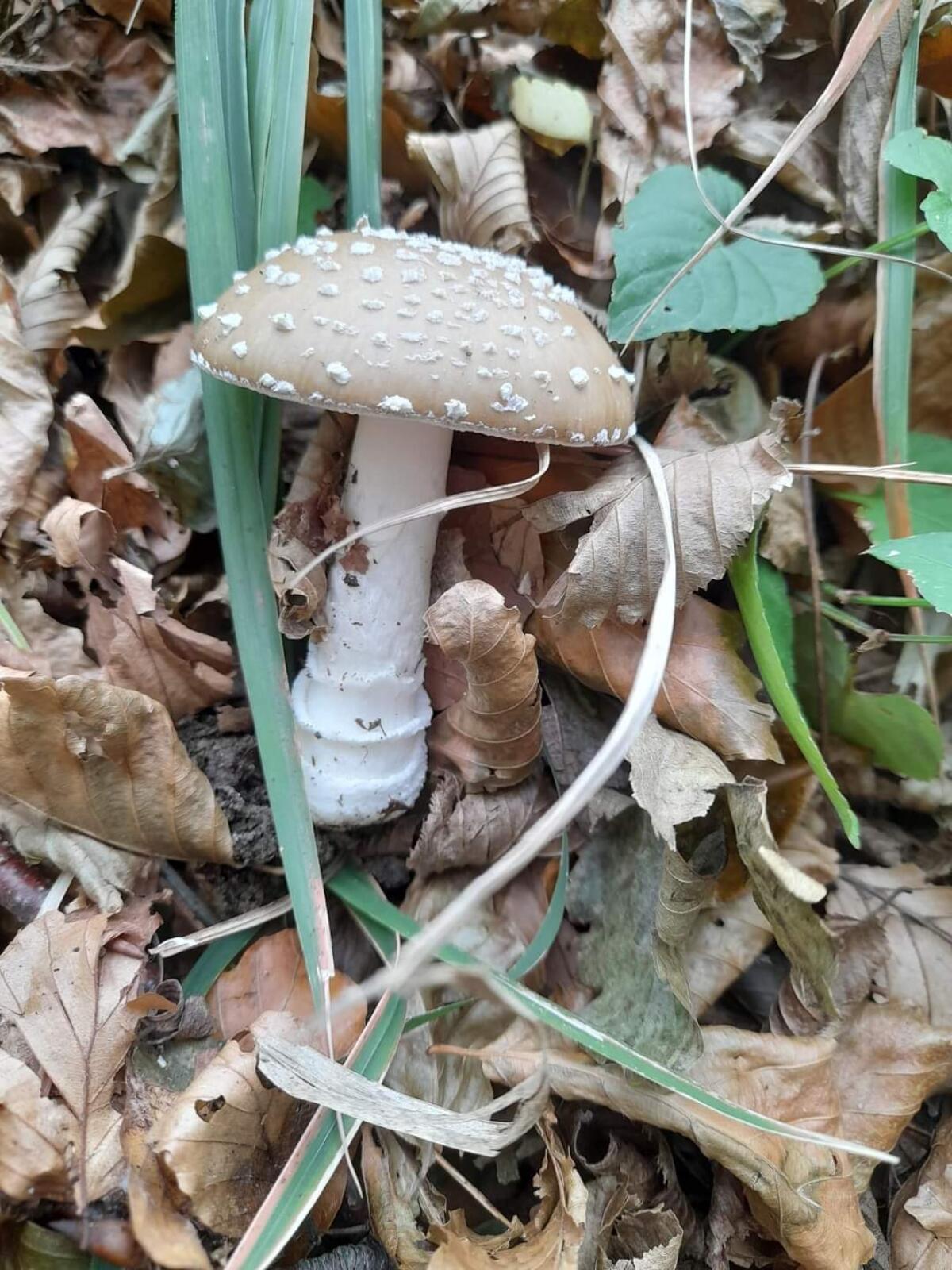 Irpinia. Già cinque i casi di intossicazione da funghi. - 