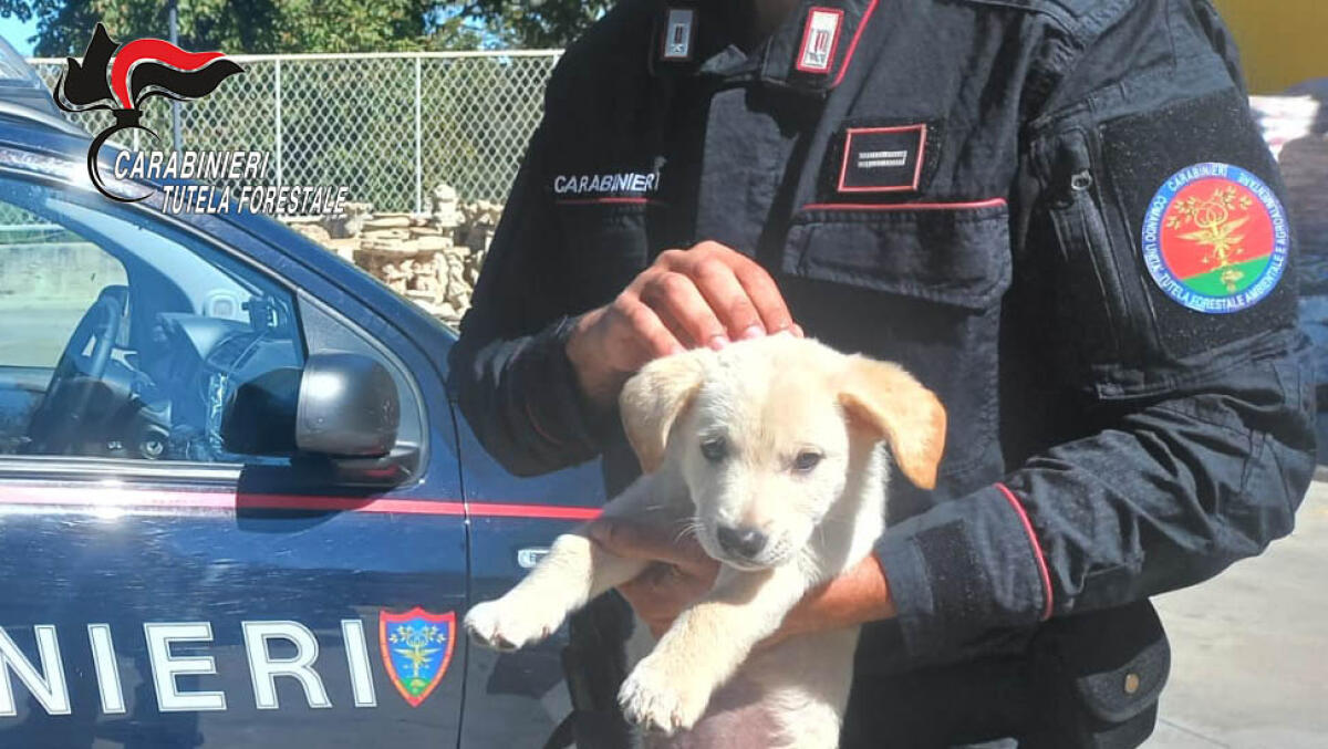 Vendeva cuccioli di cane privi di microchip e certificazioni, denunciato un 30enne. - 