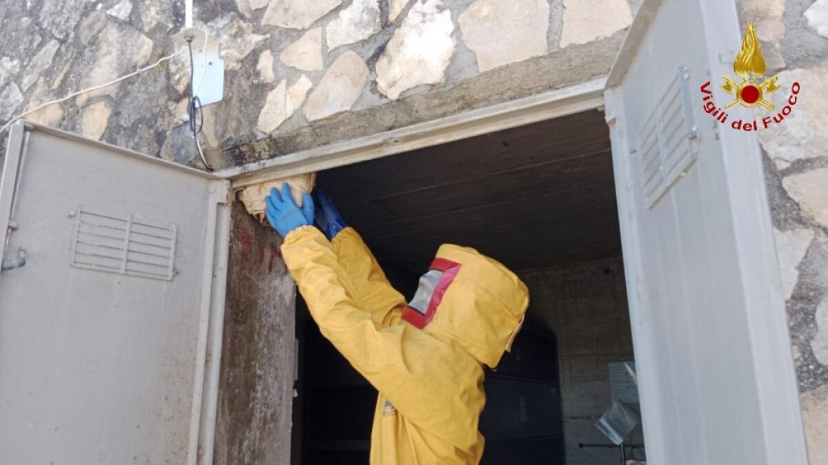 Eccezionale favo di calabroni in una cabina Enel - 