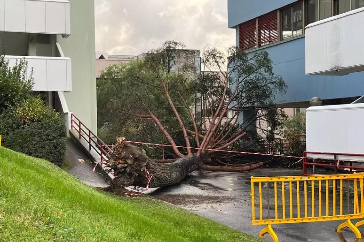 Il forte vento fa cadere un albero all'Università di Salerno, 5 feriti - 