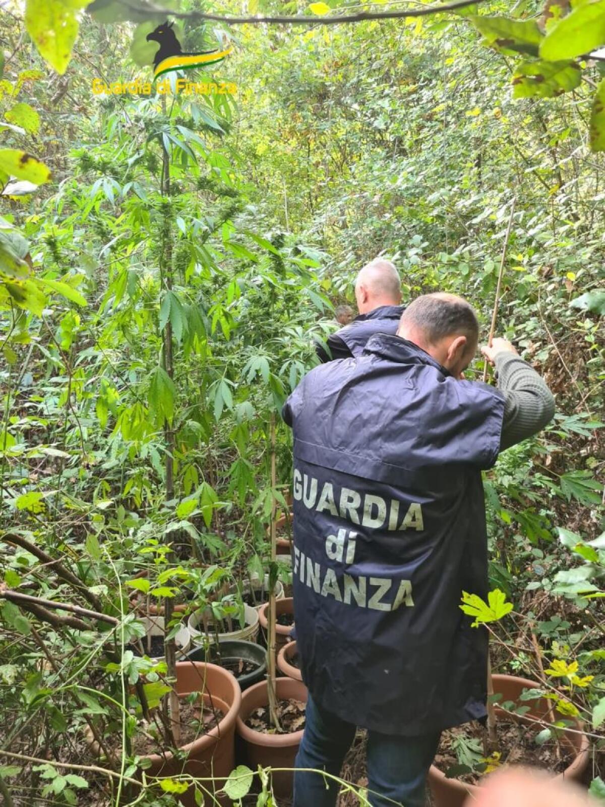 Sequestrate 37 piante di Canapa Indica prossime alla raccolta. - 