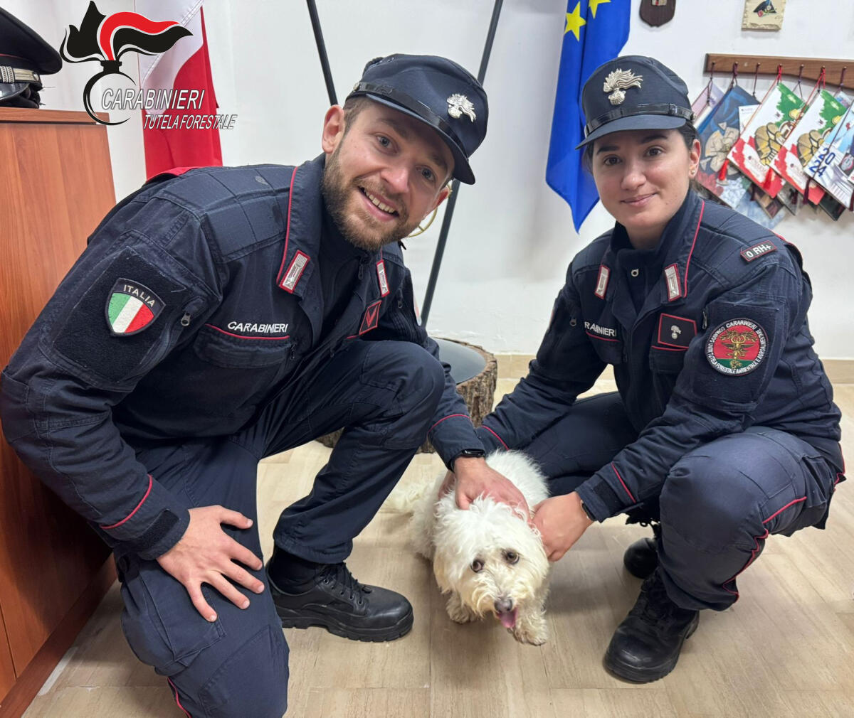 Cane grazie al microchip ritrova la sua proprietaria - 