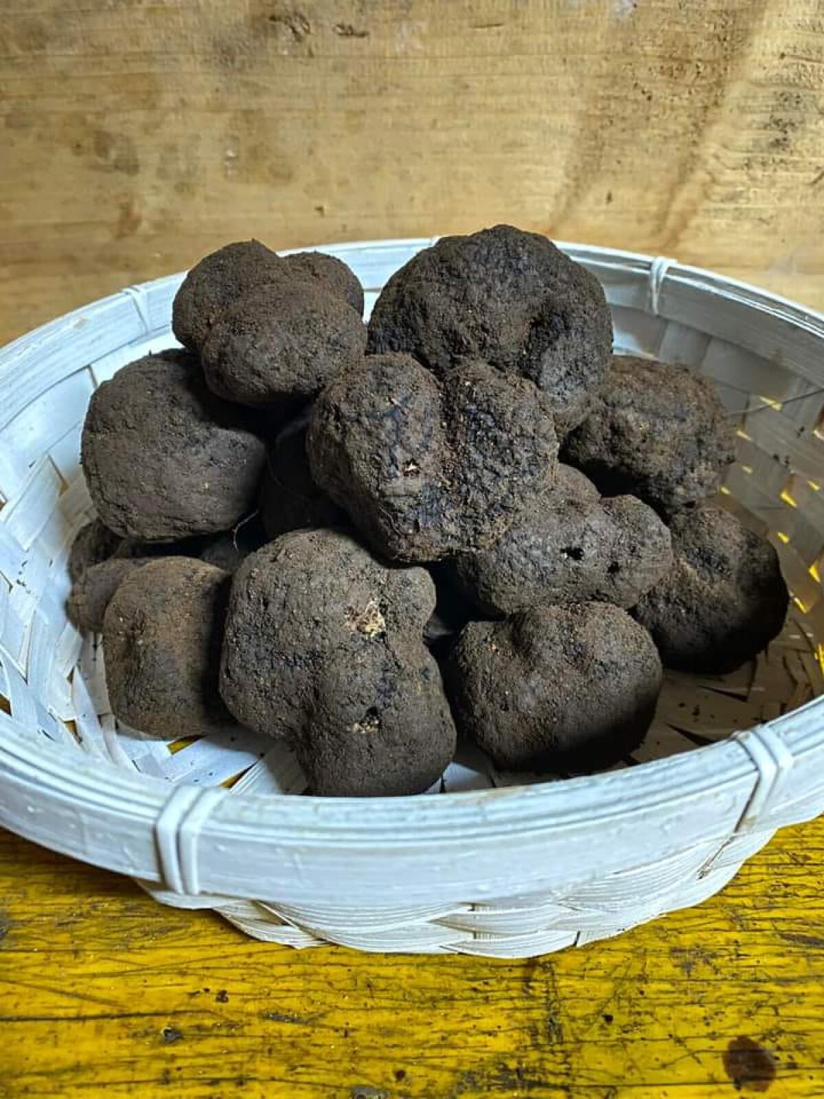 Cervinara. Borgo Pirozza per tre giorni Capitale del Tartufo Nero. - 