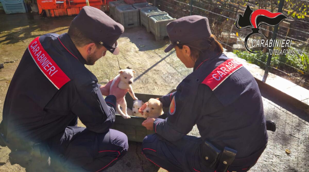 Montefredane. Carabinieri recuperano 15 cani e 4 cuccioli. - 