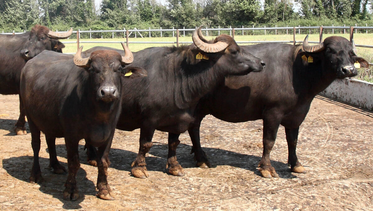 Coldiretti Campania, dagli Stati Generali della mozzarella di bufala solo inesattezze. - 