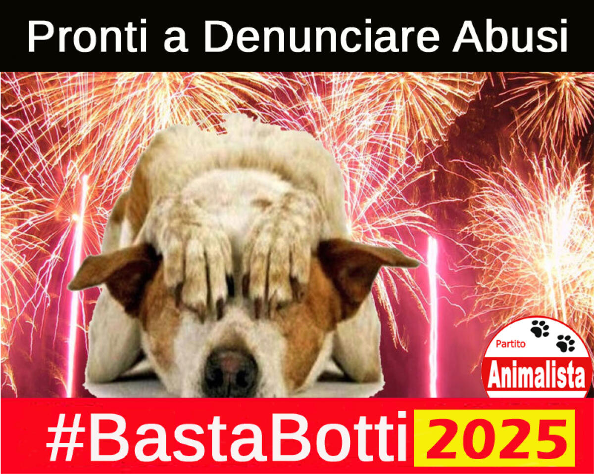 Basta Botti di Fine Anno,  Partito Animalista è pronto a denunciare tutti gli abusi della notte di Capodanno - 