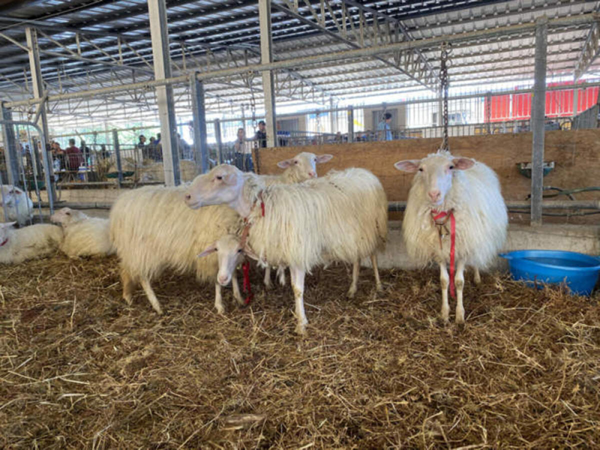 Blue Tongue, Coldiretti Campania lancia l’allarme: denunce per i veterinari che nascondono i decessi. - 