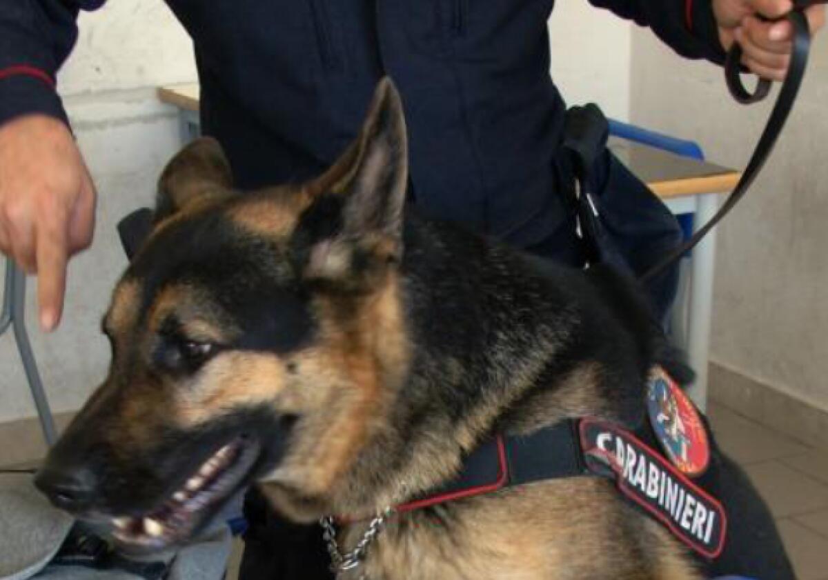 Il fiuto di Attila inguaia un 23enne spacciatore di Lioni. - 