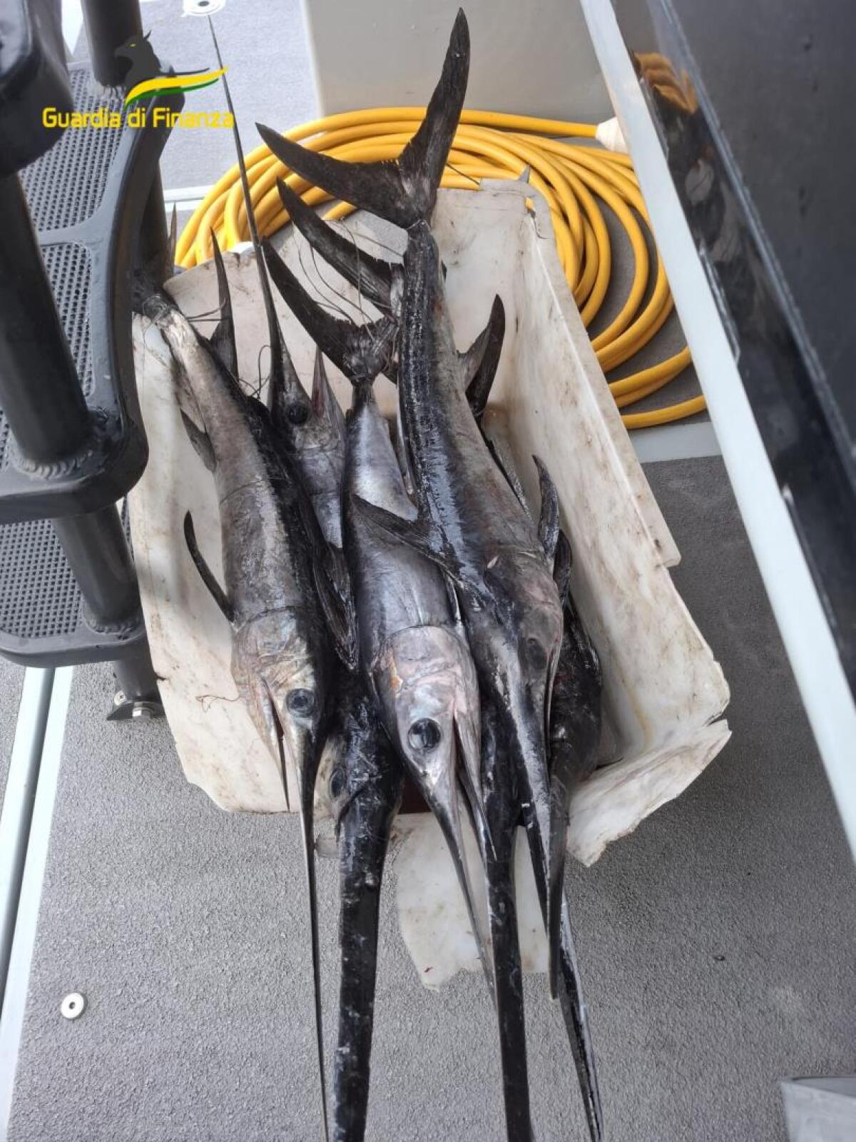 Guardia di Finanza sequestra 7 pescispada sottomisura - 