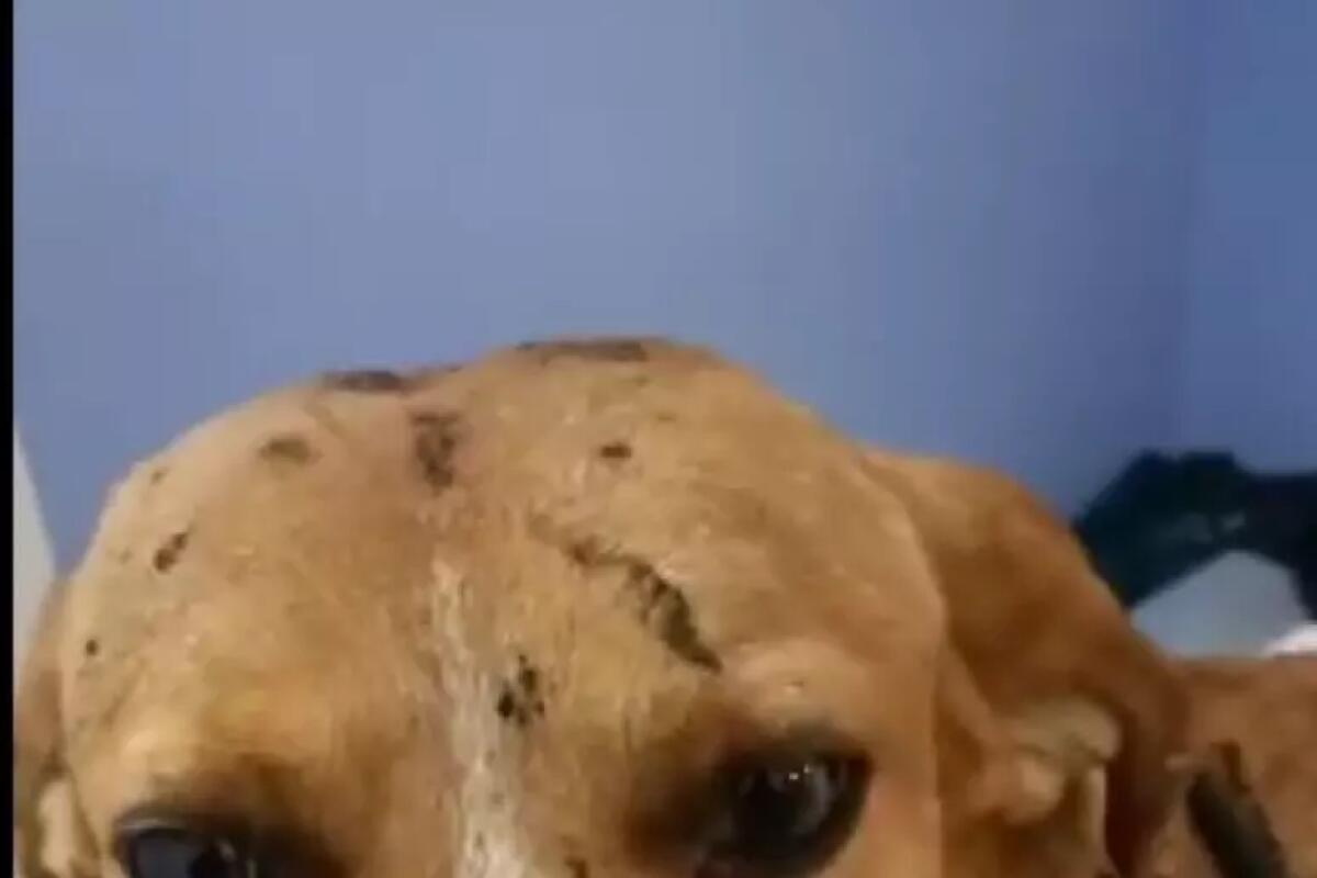 Adottato il cane che fu torturatoi con olio bollente - 