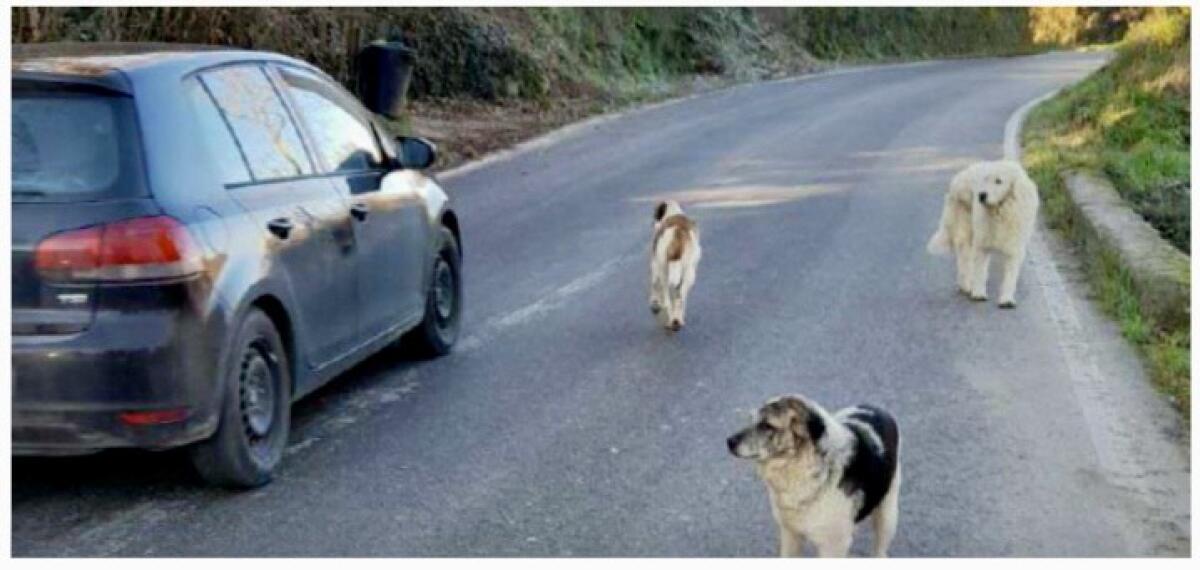 Apice. La Federazione ‘Pro Vita’ denuncia animali abbandonati ad Apice - 