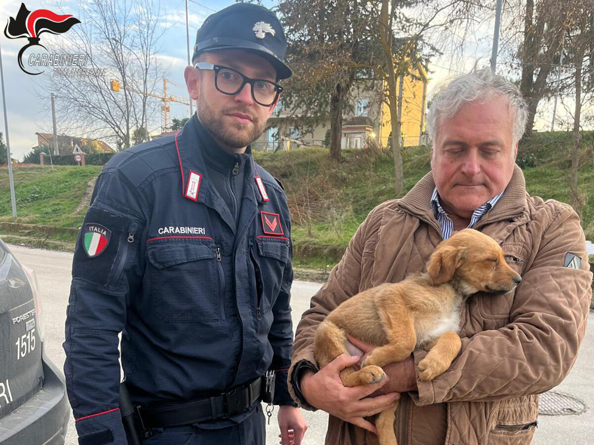 Cucciolo denutrito e abbandonato salvato dai Carabinieri - 