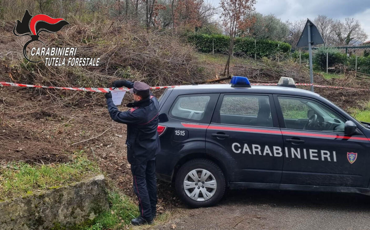 Taglia delle querce nel proprio terreno, denunciata dai Carabinieri Forestale - 