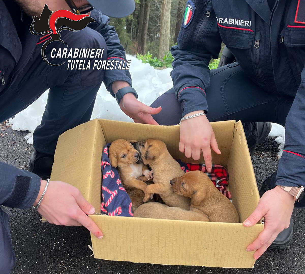 Carabinieri salvano cinque cuccioli di cane - 