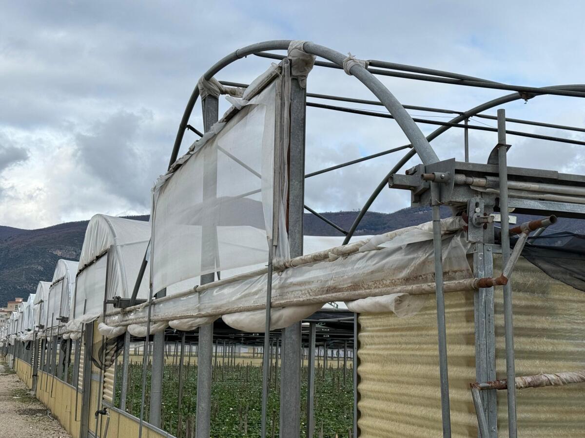 Maltempo: sblocco fondi assicurazioni è risposta a migliaia di azienda agricole. - 