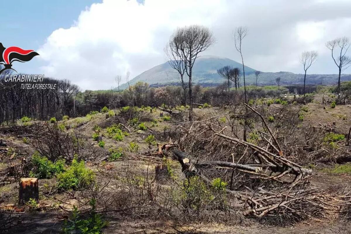 Armati di fucile si introducono nel Parco nazionale del Vesuvio, arrestati. - 