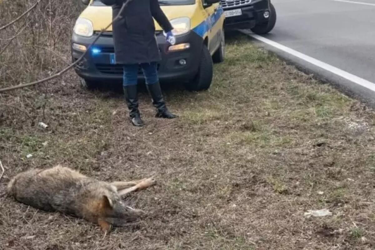 Lupo investito e ucciso in Irpinia mentre insegue cinghiali - 