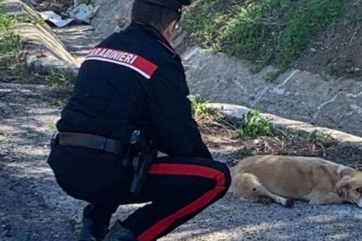 Prende a bastonate un cane randagio, denunciata una 80enne di San Martino Valle Caudina - 