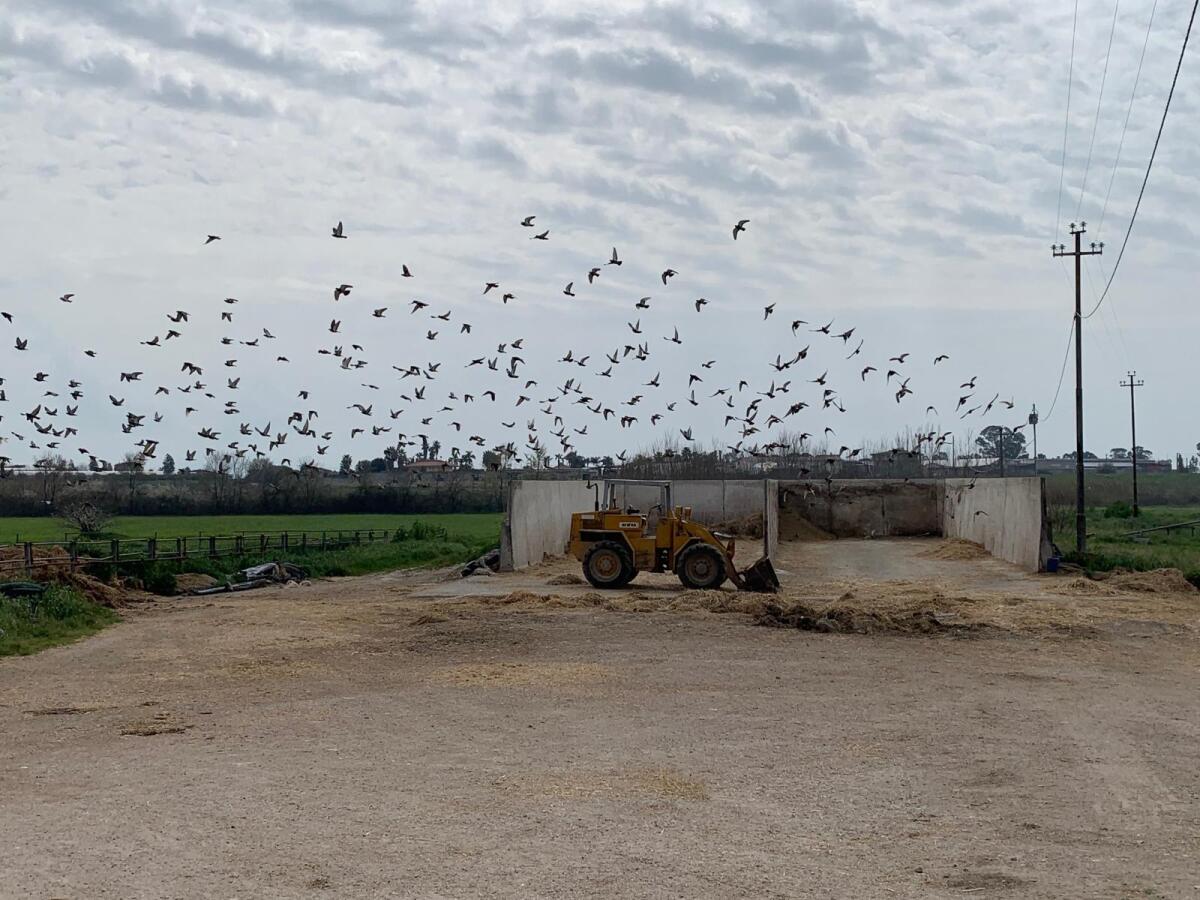 Confagricoltura Campania: troppi colombi negli allevamenti zootecnici, serve Piano di Controllo regionale - 