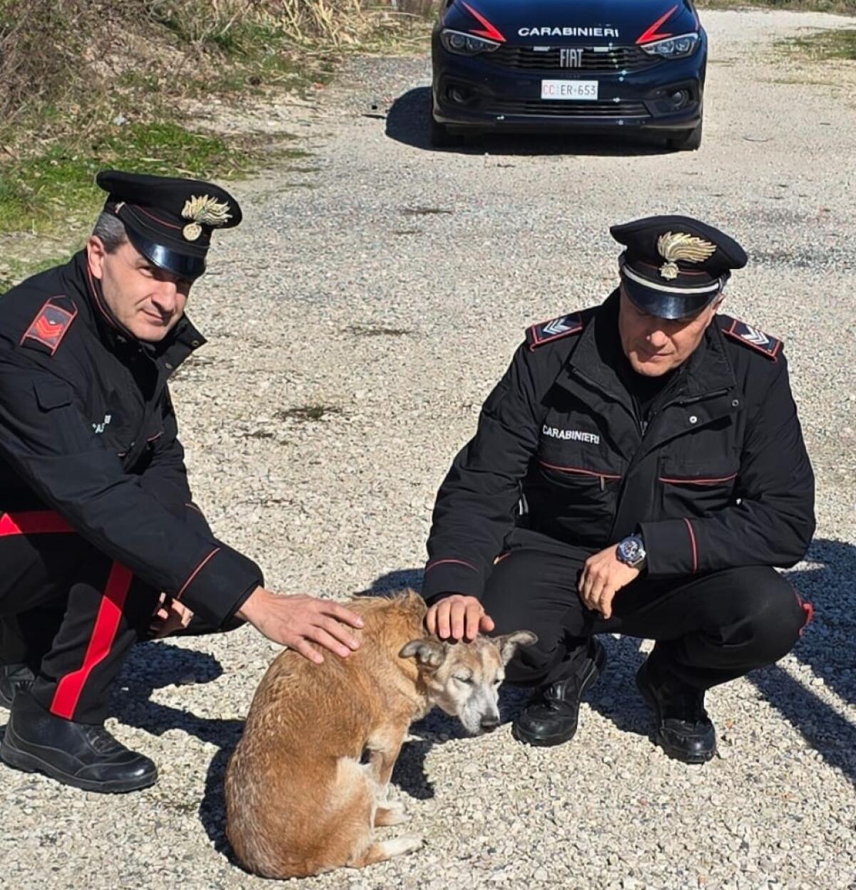 Carabinieri soccorrono cagnolino ferito. - 
