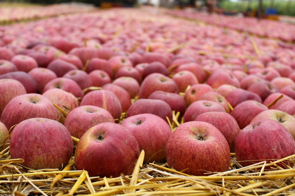 Ospedale Monaldi, domani evento con la Melannurca Campana Igp. - 