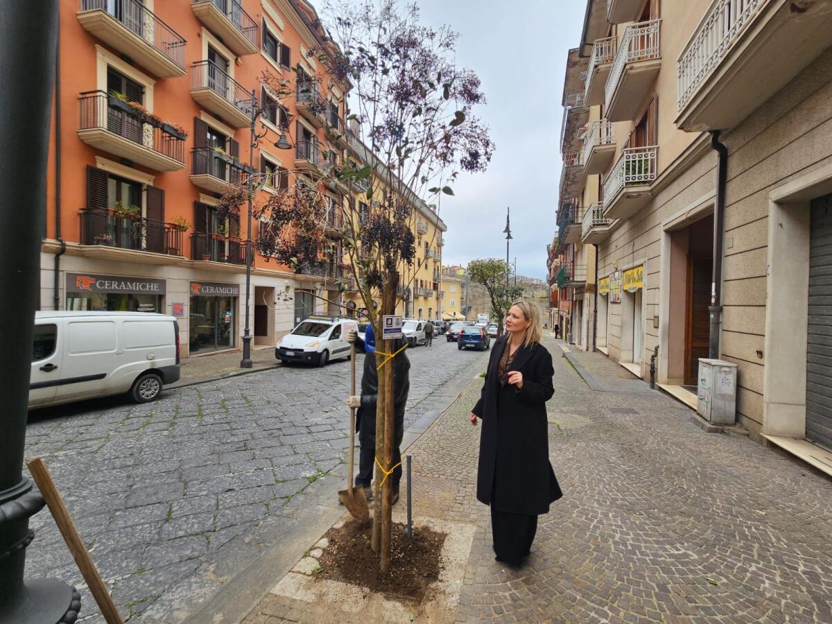 “Un albero per abitante”, il Comune di Avellino ha piantumato 84 nuovi esemplari - 