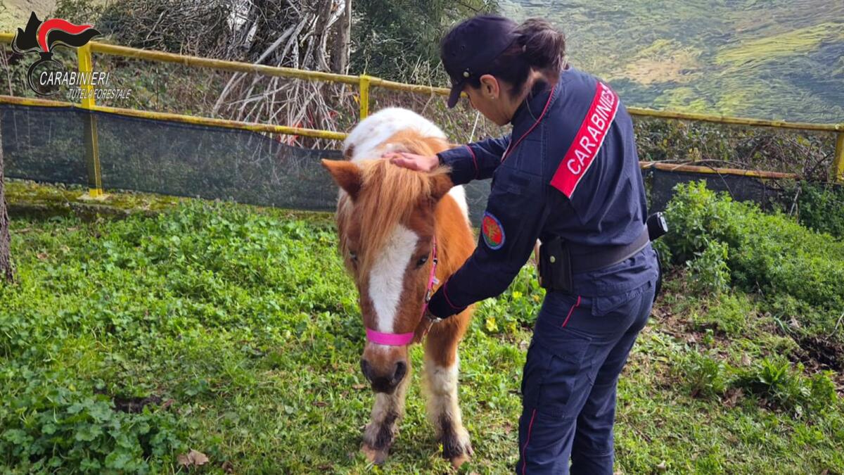 Tre pony in stato di abbandono soccorsi ad Avellino dai Carabinieri forestale - 