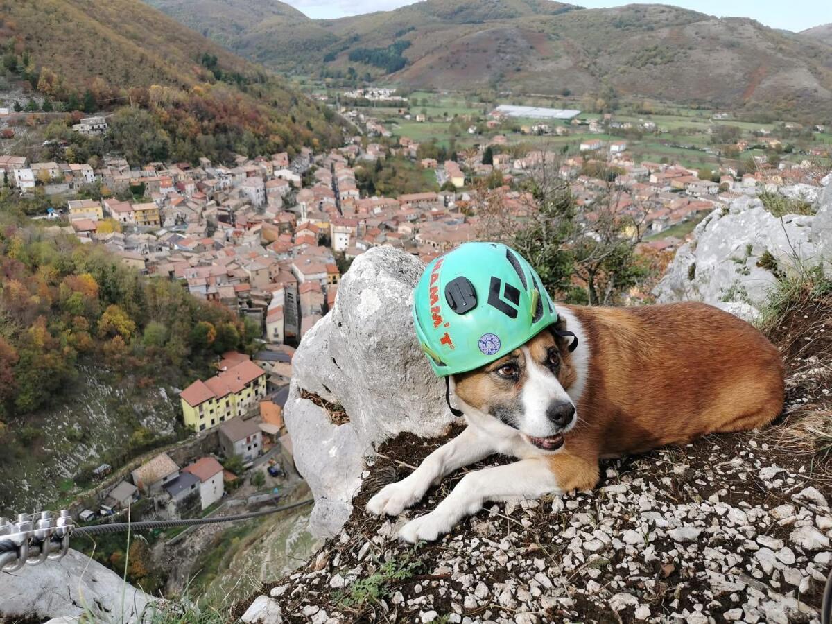 Un Dog Park dedicato a a Sally la cagnolina che andava ai funerali. - 