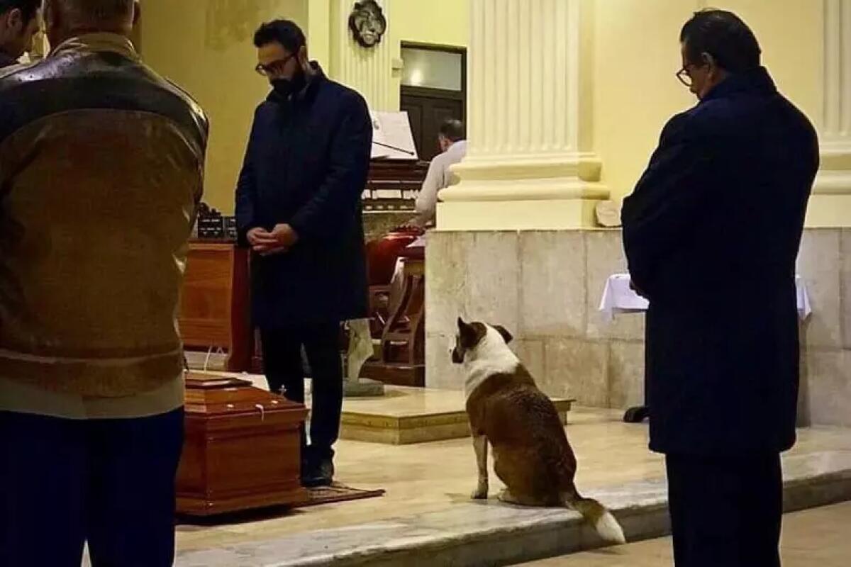 E'  morta Sally la cagnolina che partecipava ai funerali. - 